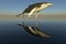 Humpback whale jump over the ocean