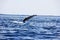 A humpback whale jumped out of the water in the Bay of Fundy in Nova Scotia Canada