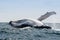 Humpback Whale jumping, Ecuador