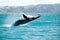 Humpback Whale Jumping Out Of The Water