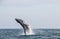 Humpback whale jumping in the peruvian Pacific Ocean. First stretch