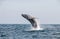 Humpback whale jumping in the peruvian Pacific Ocean. Second stretch