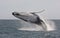 Humpback whale jumping at Tasman Sea