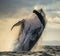 Humpback whale jumps out of the water. Beautiful jump. A rare photograph. Madagascar. St. Mary`s Island.