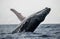 Humpback whale jumps out of the water. Beautiful jump. A rare photograph. Madagascar. St. Mary`s Island.