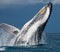 Humpback whale jumps out of the water. Madagascar. St. Mary`s Island.