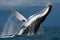 Humpback whale jumps out of the water. Madagascar. St. Mary`s Island.
