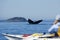 Humpback whale and kayak