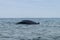 Humpback whale in Machalilla National Park