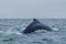 Humpback whale in Machalilla National Park