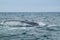 Humpback whale in Machalilla National Park