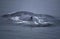 HUMPBACK WHALE megaptera novaeangliae, ADULT SURFACING, ALASKA