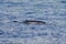 Humpback whale Megaptera novaeangliae diving in the ocean. Baleen or whalebone whale in natural habitat.