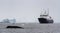 A humpback whale Megaptera novaeangliae surfacing in front of a tourist ship, Antarctica