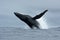 humpback whale, megaptera novaeangliae, Tonga, Vava`u island