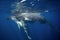 humpback whale, megaptera novaeangliae, Tonga, Vava`u island