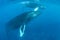 Humpback Whale Mother and Calf in Caribbean Sea