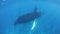 Humpback Whale Mother and Calf in Caribbean Sea