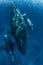 Humpback Whale mother and calf in Okinawa