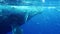 Humpback whale mother and calf underwater catches up with diver.