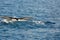 Humpback whale mothers are playing with their children