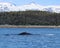 Humpback whale with mountains