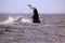Humpback Whale nose-dive