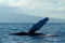 Humpback whale pectoral fin.