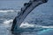 Humpback whale pectoral fin