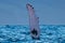 Humpback whale pectoral fin