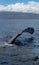 Humpback whale pectoral fin