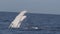 Humpback Whale performing a fin slap.