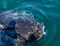 A Humpback Whale pokes its head out of the water showing barnacles growing on the skin during a whale watching trip