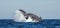 A Humpback whale raises its powerful tail over the water of the Ocean. The whale is spraying water.