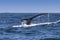 Humpback whale\'s fluke