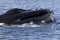 Humpback whale\'s head off the coast of Antarctica 1