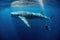 Humpback whale and scuba diver in deep blue ocean, Sperm whale next to a freediver, AI Generated