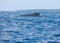 A humpback whale in the sea in Tonga