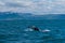 Humpback whale seen during whale watching excursion near Husavik, Iceland