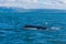 Humpback whale seen during whale watching excursion near Husavik, Iceland