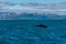 Humpback whale seen during whale watching excursion near Husavik, Iceland