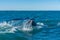 Humpback whale seen during whale watching excursion near Husavik, Iceland