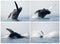 Humpback whale series breaching