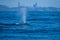 A humpback whale spouting, with San Francisco and the Golden Gate Bridge.