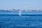 Humpback whale spouts near Victoria, BC