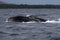 Humpback whale spyhopping near Lahaina in Hawaii.