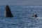 Humpback whale spyhopping near Lahaina in Hawaii.