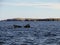 humpback whale submerging off the coast of Bonavista. Newfoundland, Canada