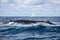 Humpback Whale Surfacing