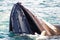 Humpback whale surfacing as they hunt for prey in the Arctic